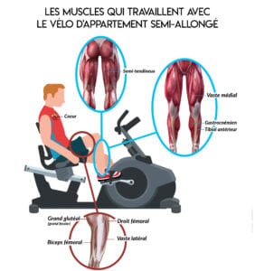 Infographie sur les Muscles qui travaillent avec le Vélo d'Appartement Semi-Allongé