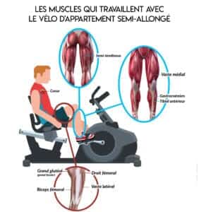 Infographie sur les Muscles qui travaillent avec le Vélo d'Appartement Semi-Allongé
